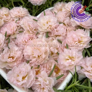 Hoa Mười Giờ KEM TIỂU THƯ - Hoa Mười Giờ Thái Kép Cành Tơ Siêu Khỏe Ra Rễ Sau 3 Ngày🍊