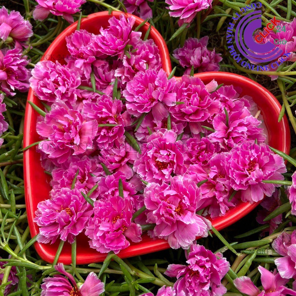 Cành Giống Hoa Mười Giờ MẪU ĐƠN Cánh tua Thái Kép Màu Mới Cành Tơ Siêu Khỏe Ra Rễ Sau 3 Ngày MM Market
