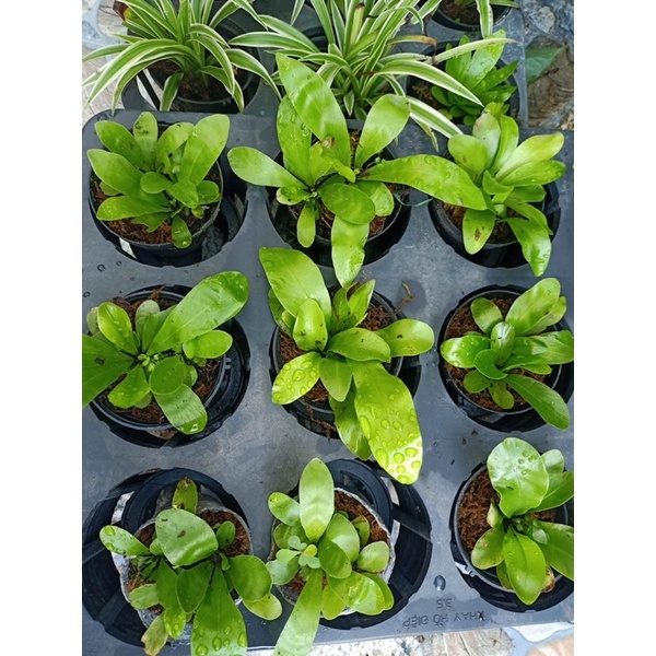 Phụng mini, (ảnh 5 )cây tổ quạ mini hay ổ phụng mini, cây trang trí tiểu cảnh bán cạn,terarium