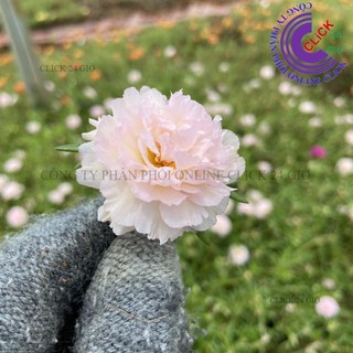 Hoa Mười Giờ KEM TIỂU THƯ - Hoa Mười Giờ Thái Kép Cành Tơ Siêu Khỏe Ra Rễ Sau 3 Ngày🍊