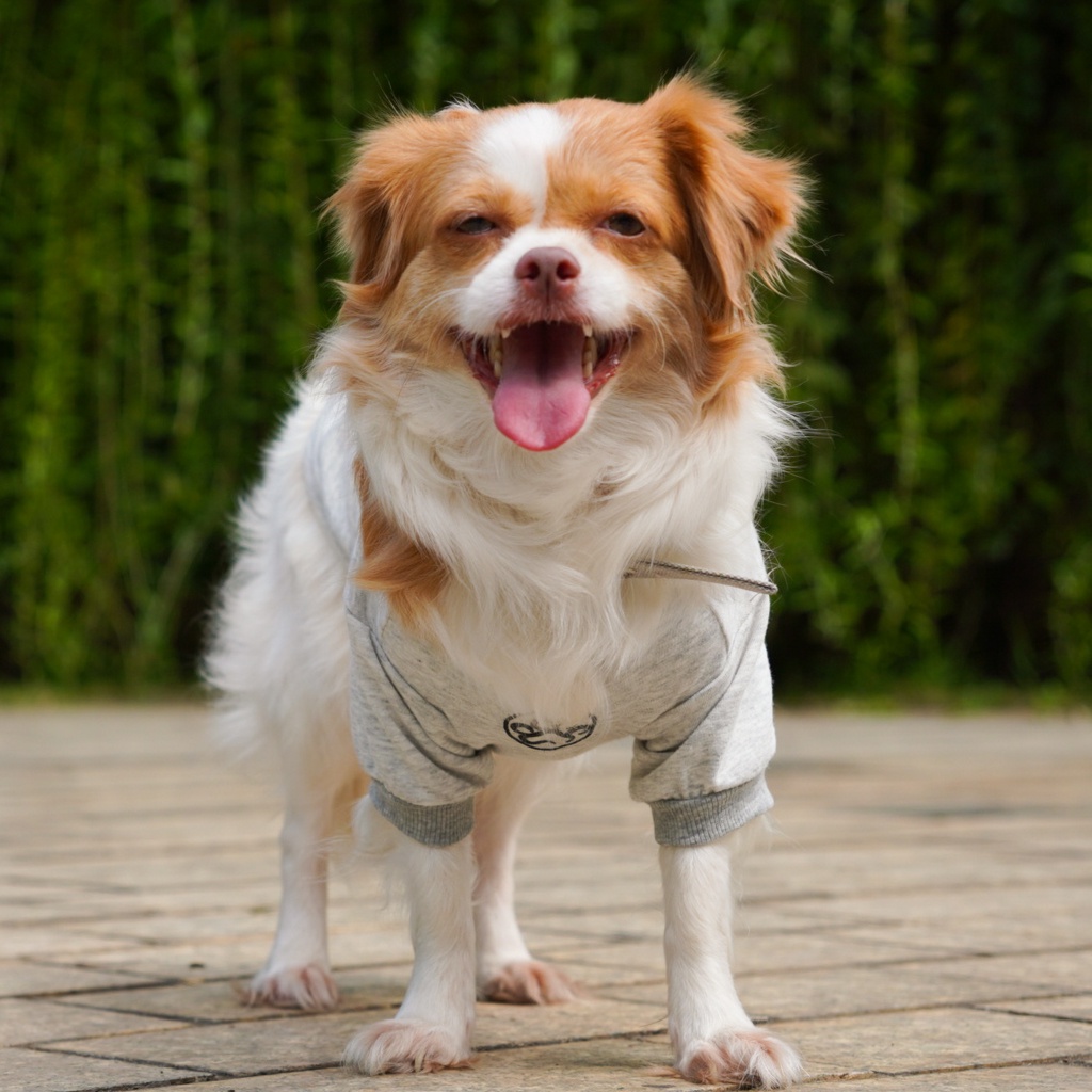 Ảnh Áo cho chó Pawy Classic Xám - Classic Dog T-shirt Grey 3