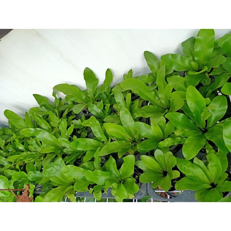 Phụng mini, (ảnh 5 )cây tổ quạ mini hay ổ phụng mini, cây trang trí tiểu cảnh bán cạn,terarium