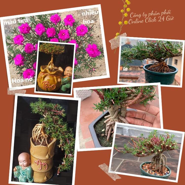 [NỞ CẢ NGÀY] 10 Cành Giống Hoa Mười Giờ Bonsai Loại Chuyên Nuôi Gốc To Để Làm BonSai Trồng Được Lâu Năm