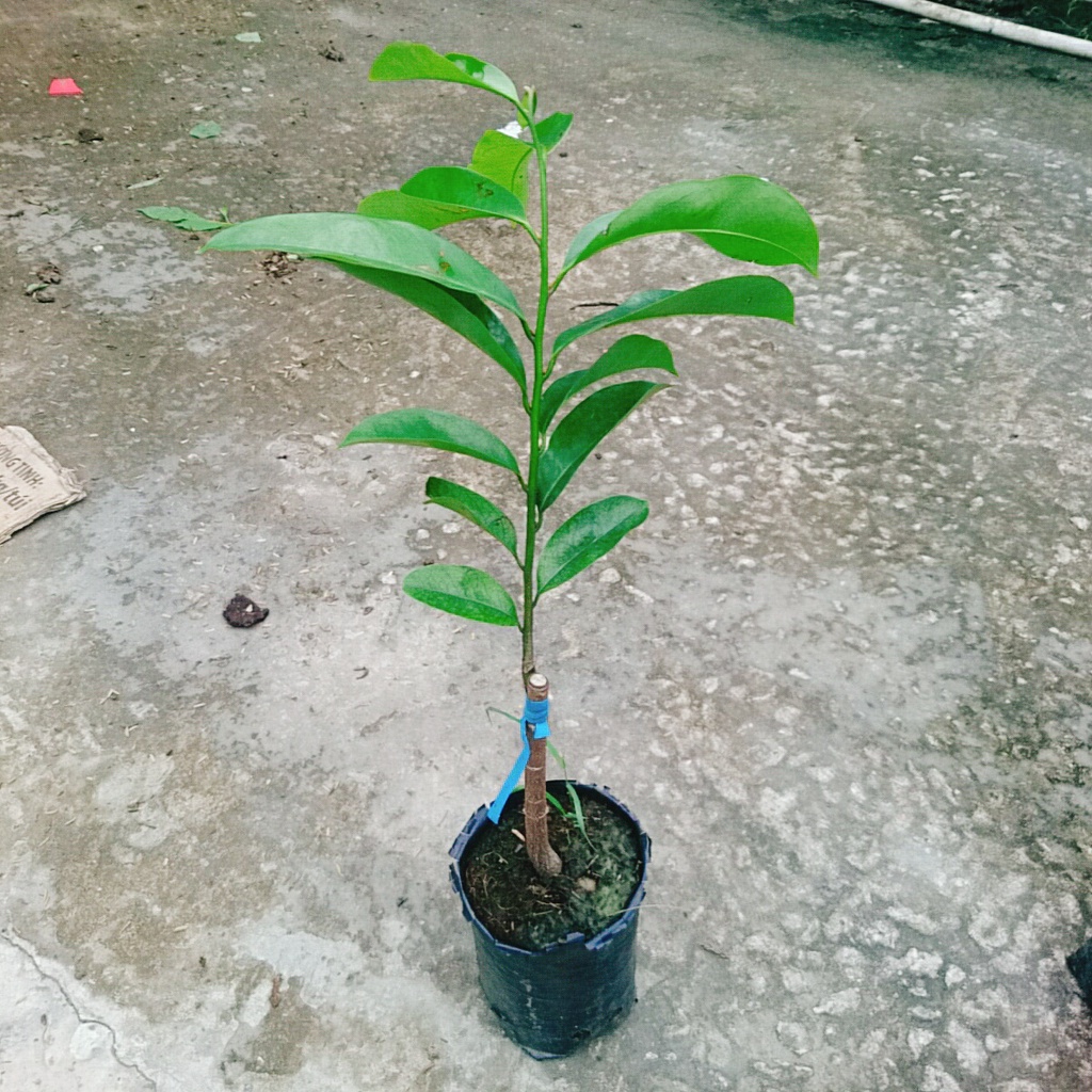 Cây mãng cầu xiêm thái cao 40-50cm cho trái sau 1 năm