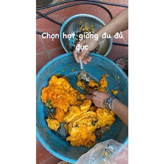 Hạt giống đu đủ đực 50k -250 hạt