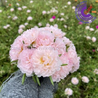 Hoa Mười Giờ KEM TIỂU THƯ - Hoa Mười Giờ Thái Kép Cành Tơ Siêu Khỏe Ra Rễ Sau 3 Ngày🍊