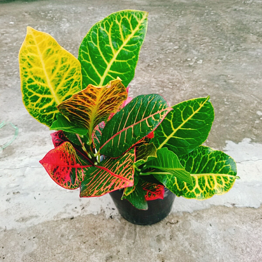 Cây Lá Màu Coton - Cây cảnh để bàn