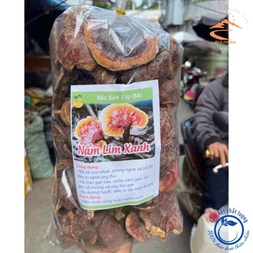 Nấm Lim xanh rừng tự nhiên vùng núi cao Tây Bắc., dược liệu quý mọc trên thân hoặc gốc lim xanh đã mục