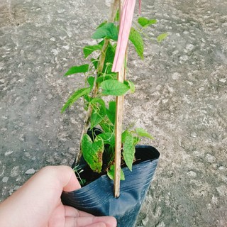 Hoa Tigon Trắng - cây cảnh trồng ban công, cổng rào