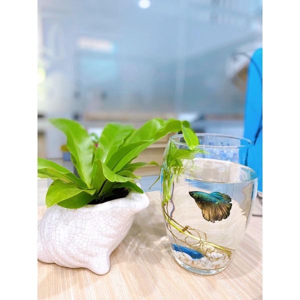 Phụng mini, (ảnh 5 )cây tổ quạ mini hay ổ phụng mini, cây trang trí tiểu cảnh bán cạn,terarium