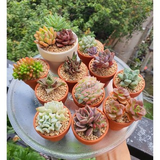 Combo Sen Đá mini 3-5cm chậu đất nung trồng sẵn (tặng đất và đá rãi) siêu xinh  Mầm Nắng Garden  lỗi 1 đền 1