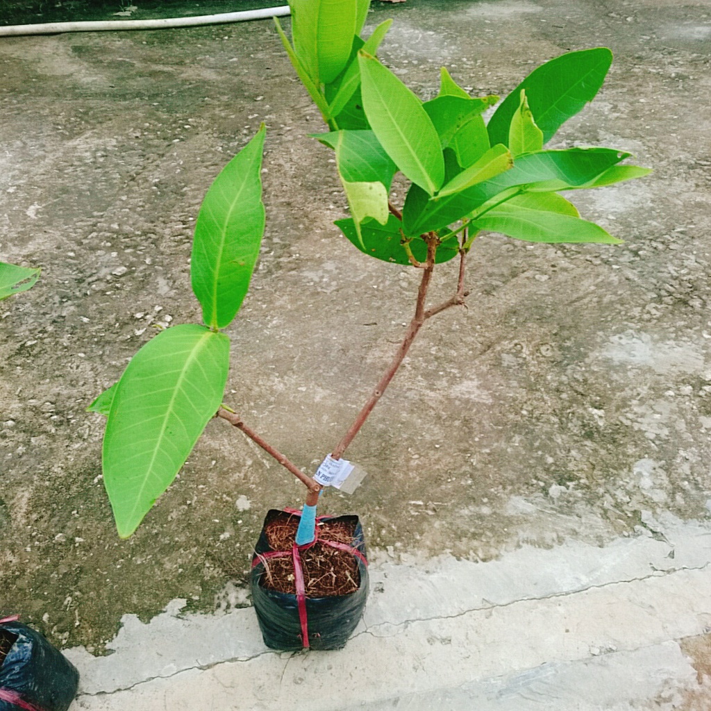 Mận An Phước ( cây roi đỏ ) không hạt + cho quả sau 3 tháng