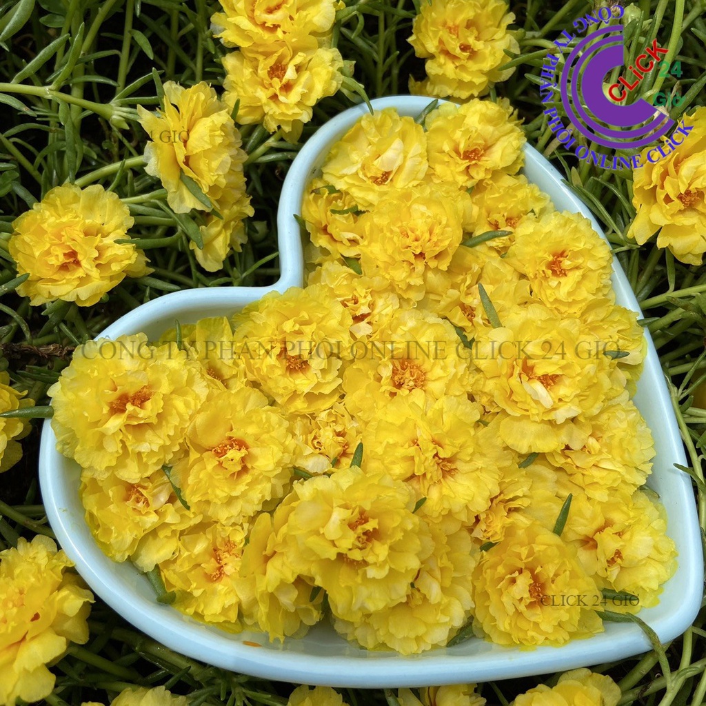 Hoa Mười Giờ Thái Kép Màu Mới - VÀNG SANG CHẢNH - Sáng Nổi Bật Tuyệt Đẹp Cành Giống Khỏe