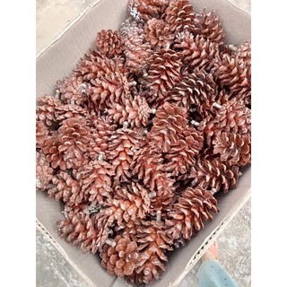 SỈ 1kg QUẢ THÔNG KHÔ DÙNG ĐỂ TRANG TRÍ NOEL