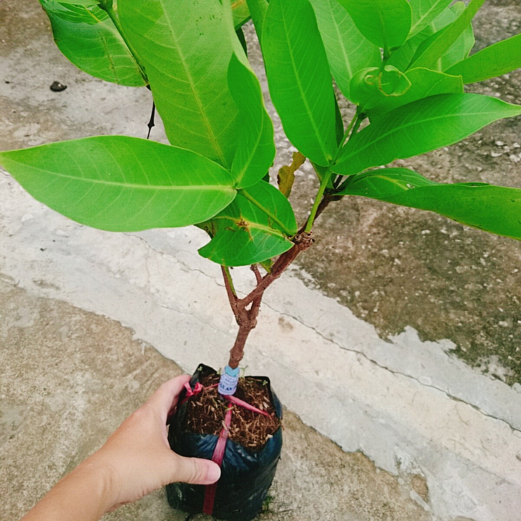 Mận An Phước ( cây roi đỏ ) không hạt + cho quả sau 3 tháng