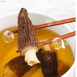 Nấm bụng dê 💎Nấm quý hiếm💎 (Morchella esculenta)