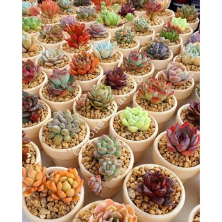 Combo Sen Đá mini 3-5cm chậu đất nung trồng sẵn (tặng đất và đá rãi) siêu xinh  Mầm Nắng Garden  lỗi 1 đền 1