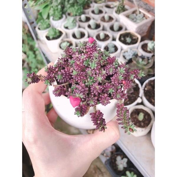 [Chồi Dài] 50 Cây Hoa Mười Giờ Ấn Độ - Sen Đá Nếp Cẩm Siêu Dễ Trồng  MM Market