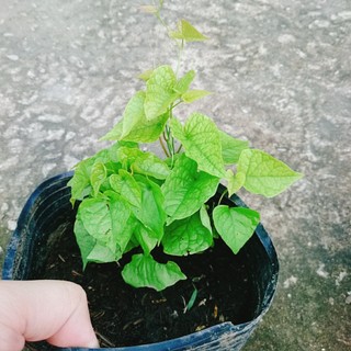 Hoa Tigon Trắng - cây cảnh trồng ban công, cổng rào
