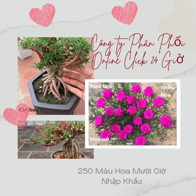 [NỞ CẢ NGÀY] 10 Cành Giống Hoa Mười Giờ Bonsai Loại Chuyên Nuôi Gốc To Để Làm BonSai Trồng Được Lâu Năm