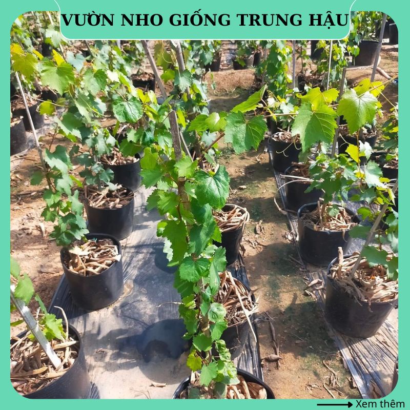 Cây nho giống Ninh Thuận trưởng thành cao 1 mét thân dây leo giàn trồng ...