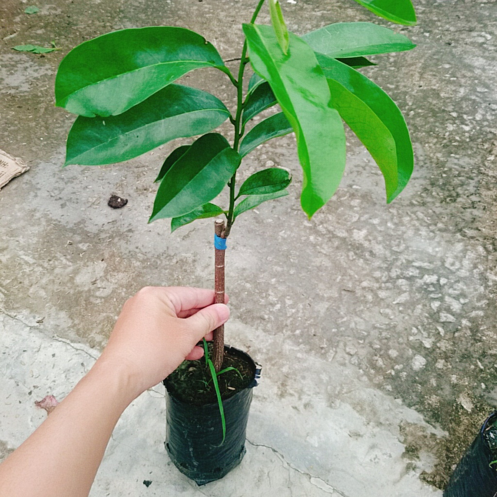 Cây mãng cầu xiêm thái cao 40-50cm cho trái sau 1 năm