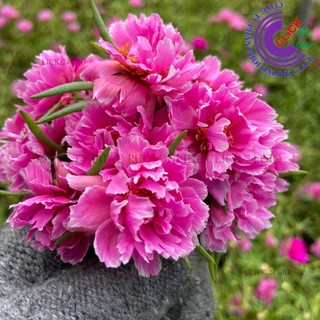 Cành Giống Hoa Mười Giờ MẪU ĐƠN Cánh tua Thái Kép Màu Mới Cành Tơ Siêu Khỏe Ra Rễ Sau 3 Ngày MiMa market