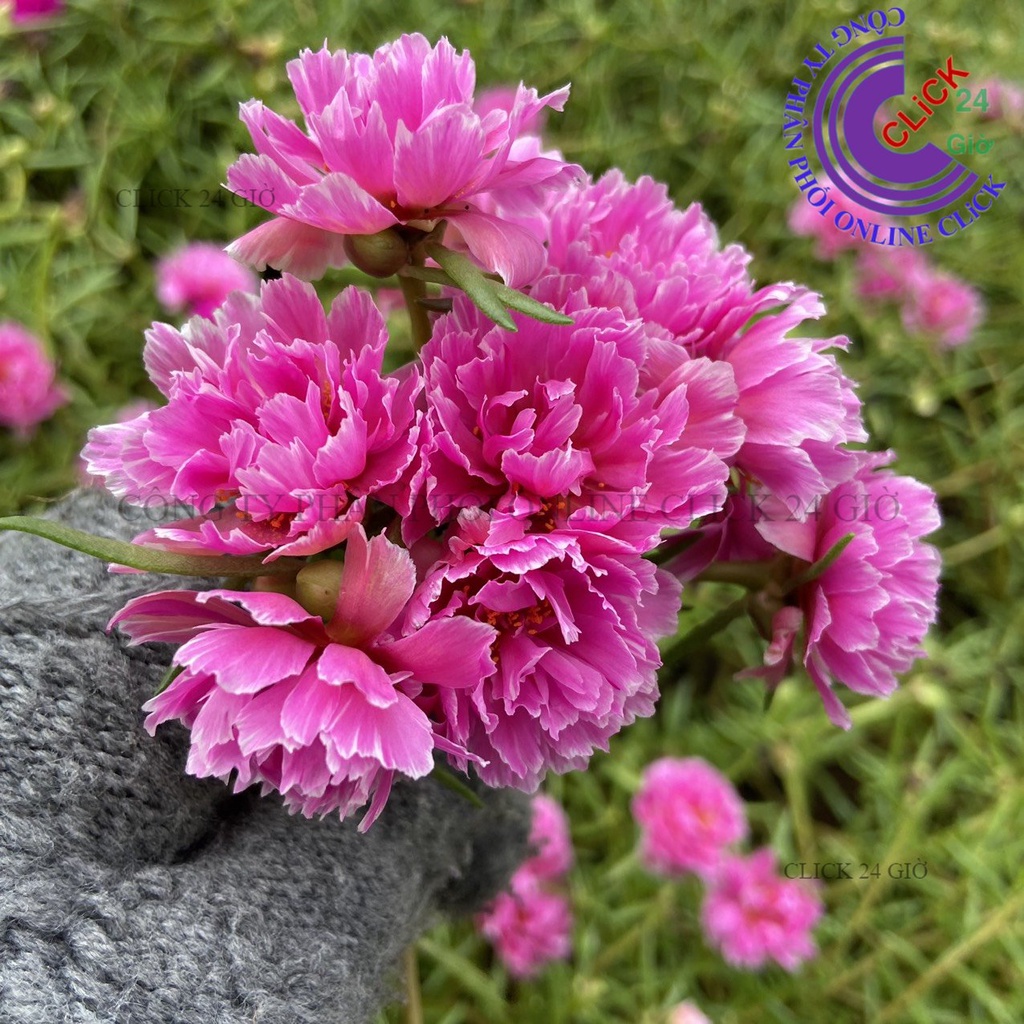 Hoa Mười Giờ Mẫu Đơn Cánh Tua Giống Hoa Mười Giờ Thái Kép Mới Cánh Xẻ Cành Giống Tơ