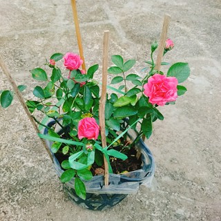 Cây Hoa Hồng Chùm Son - cây cảnh để bàn