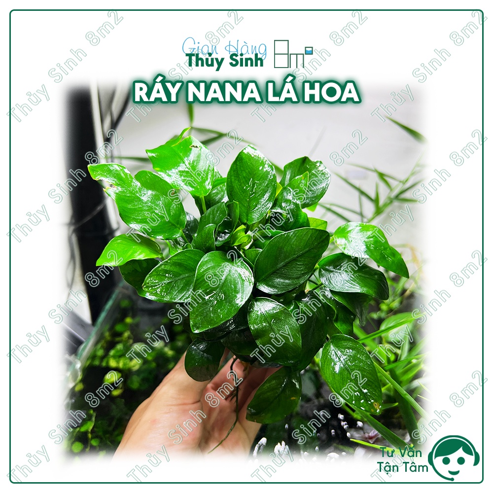 1 Chậu Ráy Nana Lá Hoa, Ráy Thủy Sinh, Ráy Nana | Cây Thủy Sinh KHÔNG ...