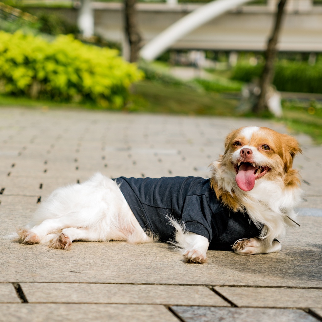 Ảnh Áo cho chó Pawy Classic Đen - Classic Dog T-shirt Black 3