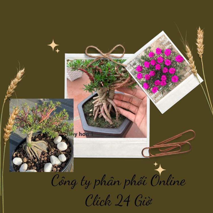 [NỞ CẢ NGÀY] 10 Cành Giống Hoa Mười Giờ Bonsai Loại Chuyên Nuôi Gốc To Để Làm BonSai Trồng Được Lâu Năm