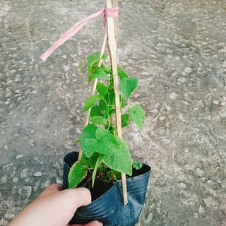 Hoa Tigon Trắng - cây cảnh trồng ban công, cổng rào