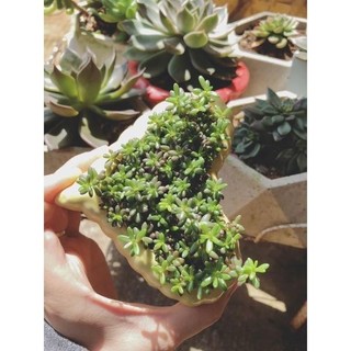 [Chồi Dài] 50 Cây Hoa Mười Giờ Ấn Độ - Sen Đá Nếp Cẩm Siêu Dễ Trồng  MiMa market