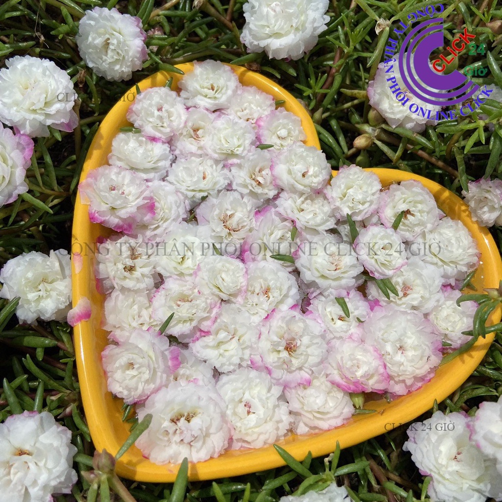 [NỞ CẢ NGÀY] Hoa Mười Giờ TRẮNG VIỀN TÍM NHẸ Hoa Thái Kép Màu Mới Nở Lâu Tàn