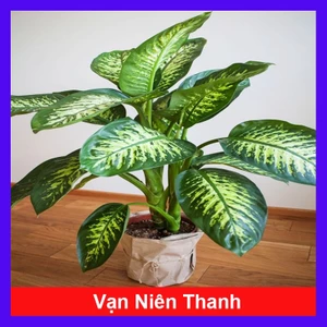 Cây Vạn Niên Thanh - Cây cảnh trong nhà