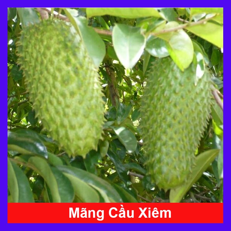 Cây mãng cầu xiêm thái cao 40-50cm cho trái sau 1 năm