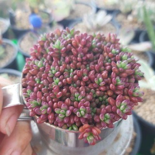 [Chồi Dài] 50 Cây Hoa Mười Giờ Ấn Độ - Sen Đá Nếp Cẩm Siêu Dễ Trồng  MiMa market