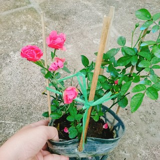 Cây Hoa Hồng Chùm Son - cây cảnh để bàn