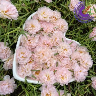 Hoa Mười Giờ KEM TIỂU THƯ - Hoa Mười Giờ Thái Kép Cành Tơ Siêu Khỏe Ra Rễ Sau 3 Ngày🍊