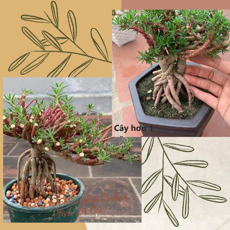 [NỞ CẢ NGÀY] 10 Cành Giống Hoa Mười Giờ Bonsai Loại Chuyên Nuôi Gốc To Để Làm BonSai Trồng Được Lâu Năm