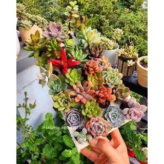 10 cây sen vỉ ngẫu nhiên cây khỏe lên màu siêu đẹp size 2-4cm lỗi 1 đền 1