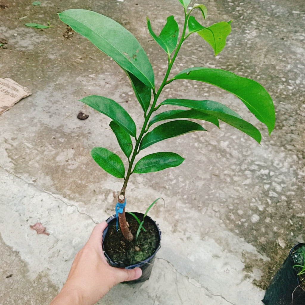 Cây mãng cầu xiêm thái cao 40-50cm cho trái sau 1 năm