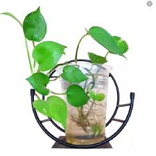 Giỏ Hoa Bán Nguyệt – Sơn Chống Gỉ 5 Lớp, Sang Trọng, Giao Nhanh, Đổi Trả Dễ
