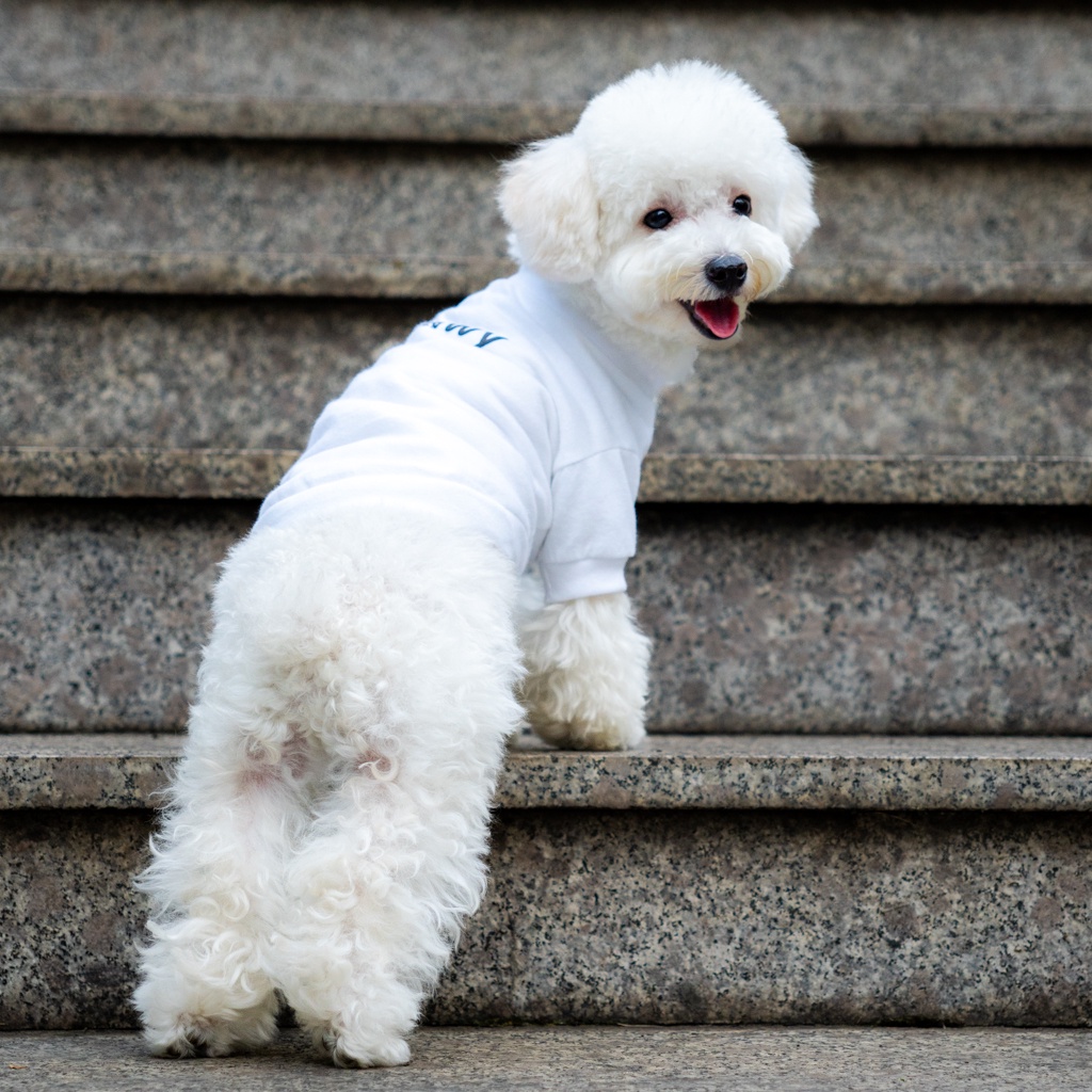 Ảnh Áo cho chó Pawy Classic Trắng - Classic Dog T-shirt White 3