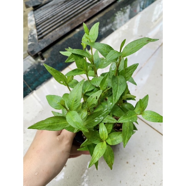 Chậu mềm giống RAU RĂM. | Shopee Việt Nam