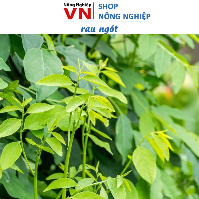 1Gr hạt giống rau ngót Trung Nông | Shopee Việt Nam
