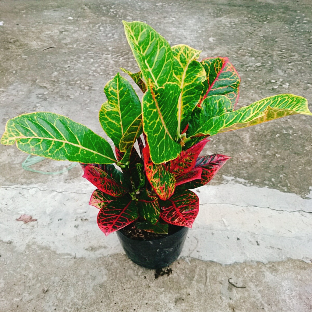 Cây Lá Màu Coton - Cây cảnh để bàn