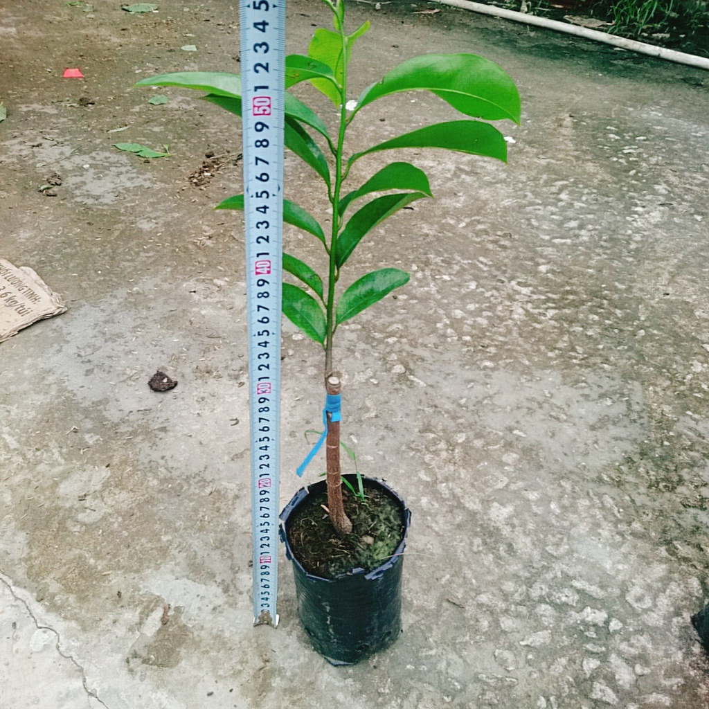 Cây mãng cầu xiêm thái cao 40-50cm cho trái sau 1 năm