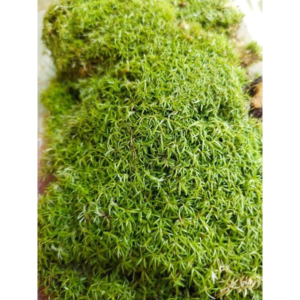 Rêu cỏ ,Octo moss trang trí làm nền bể bán cạn, terrarium,vivarium